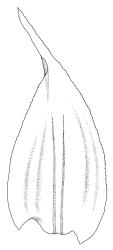 Rhytidiadelphus triquetrus, stem leaf. Drawn from J. Espie 60.015, CHR 513545.
 Image: R.C. Wagstaff © Landcare Research 2014 